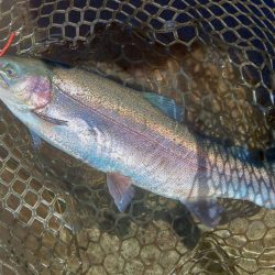 大物狙いでエキスパートエリア ～平谷湖フィッシングスポット～